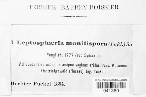 Leptosphaeria monilispora image